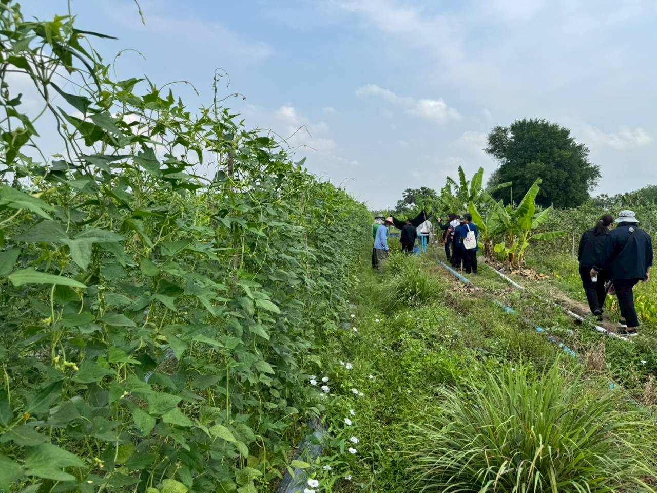 title - ส.ป.ก. ร่วมกับ TICA และ GIZ ลงพื้นที่โครงการนำร่องระบบสูบน้ำพลังงานแสงอาทิตย์เพื่อการเกษตรที่ยั่งยืนในเขตปฏิรูปที่ดิน ณ แปลงพื้นที่ คทช. จังหวัดชลบุรี